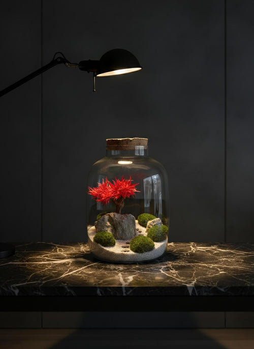 Acero bonsai terrarium