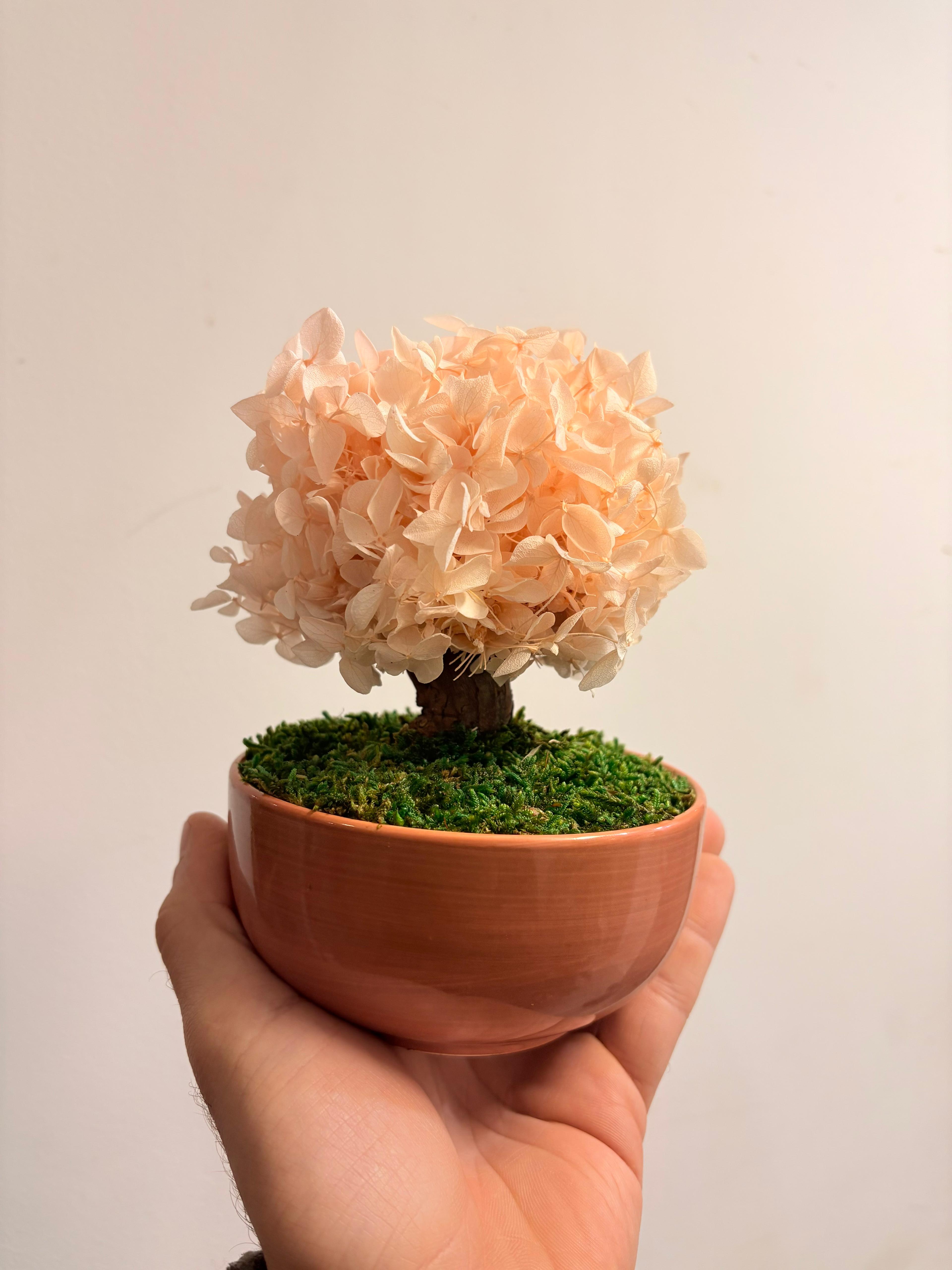 Bonsai ortensia Rosa