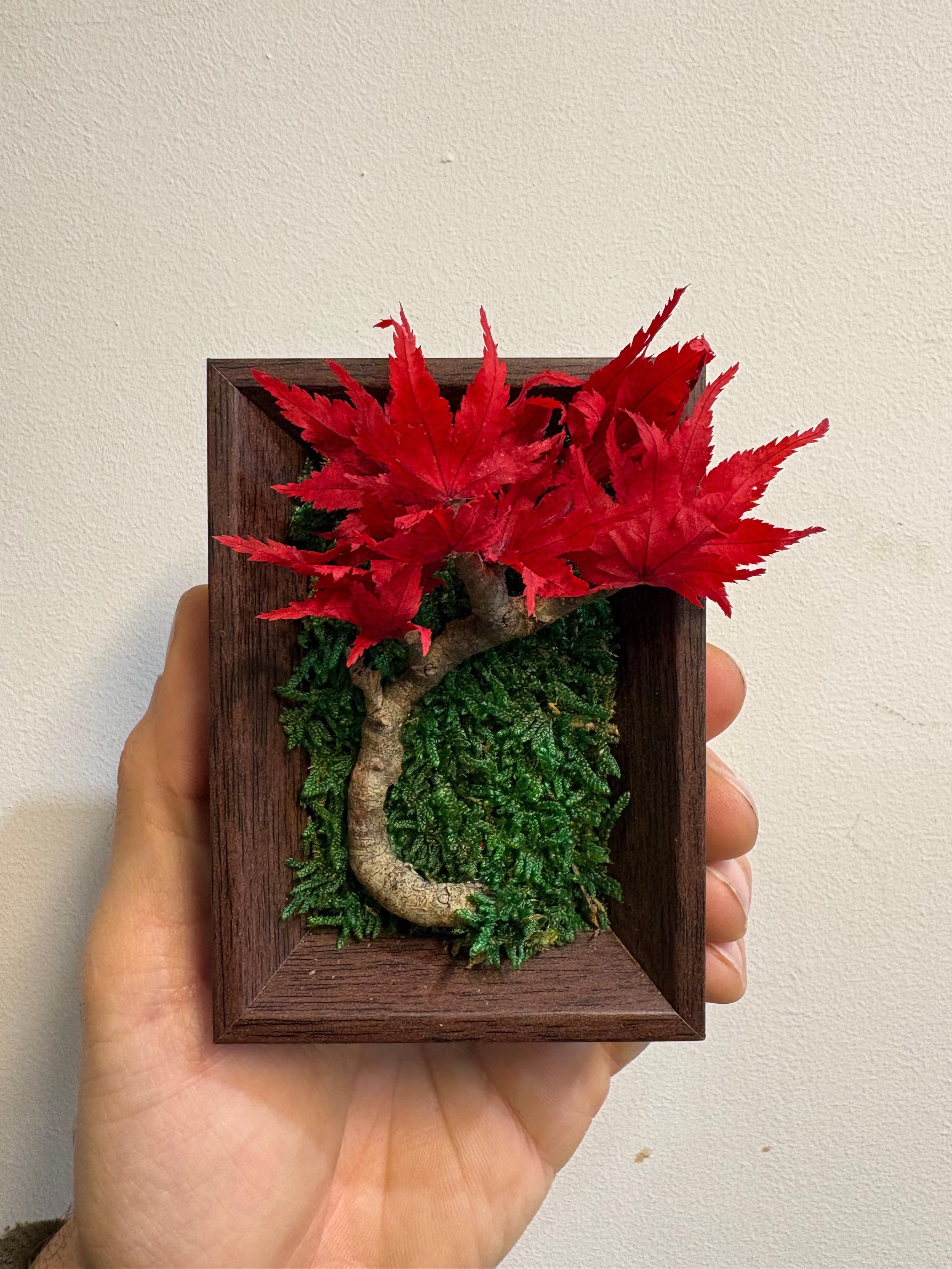 Acero giapponese versione mini